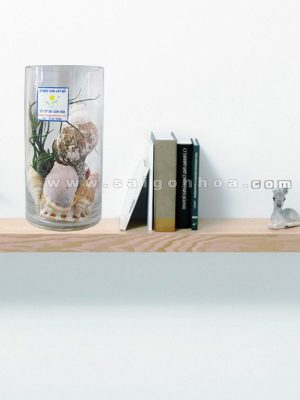 Tiểu Cảnh Cây Không Khí Ốc Biển