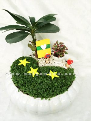 Tiểu Cảnh Cây Tài Lộc May Mắn