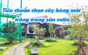 Tieu Chuan Chon Cay Bong Mat Trong San Vuon