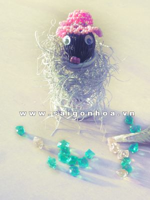 Cây Không Khí Tóc Tiên