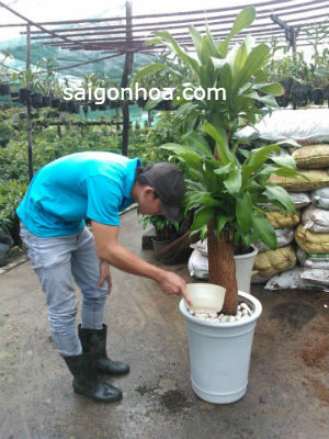 Cây Phát Tài Gốc