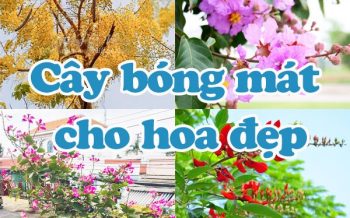 Cay Bong Mat Cho Hoa Dep