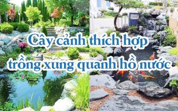 Cay Canh Thich Hop Trong Ho Nuoc