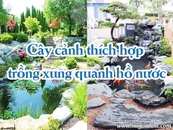 Cay Canh Thich Hop Trong Ho Nuoc