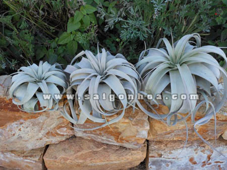 cay khong khi la bac 5