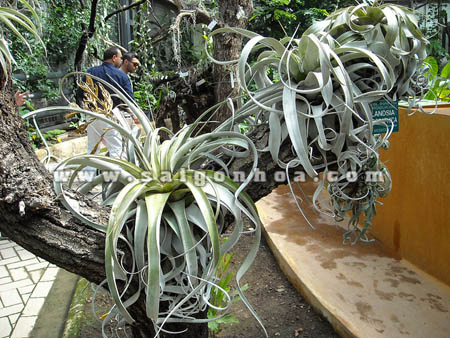 cay khong khi la bac 6