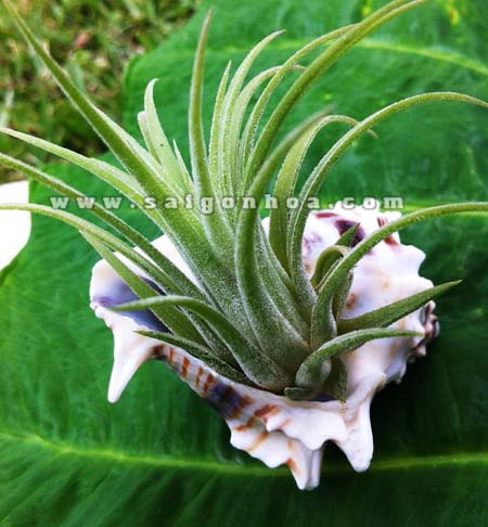 cay khong khi oc bien 4