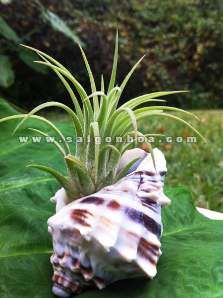 cay khong khi oc bien