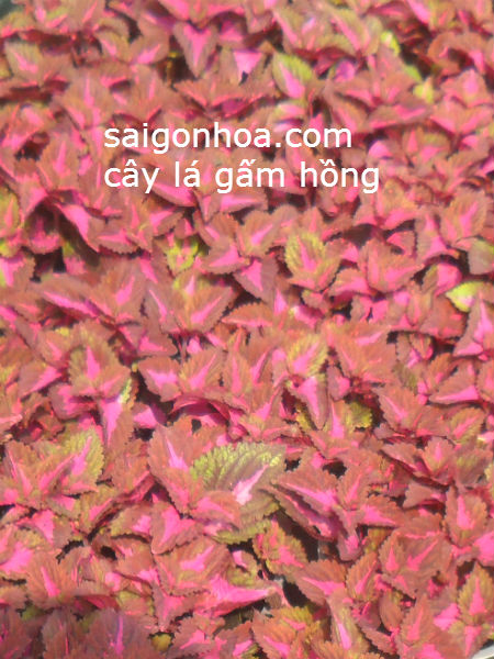 Cay La Gam Hong