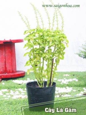 Cây Lá Gấm Vàng