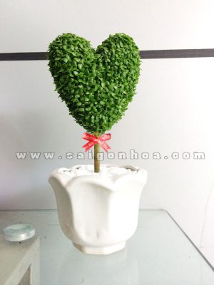 cay may man tinh yeu 6