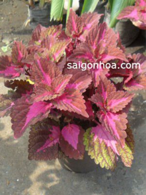 Cây Lá Gấm Hồng