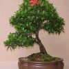 cây trang thái bonsai