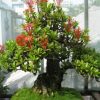 trang thái bonsai