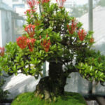trang thái bonsai