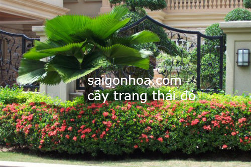 Cay Trang Thai Do Trong Hang Rao