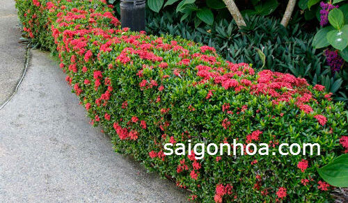 Hướng dẫn chăm sóc hàng rào cây trang thái • Sài Gòn Hoa 2024