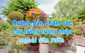 Cham Soc Cay Trong Chau San Vuon