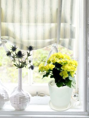 Hoa Thu Hải Đường Vàng