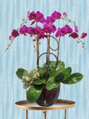 Hoa Lan Hồ Điệp Tím Chậu 5 Cành