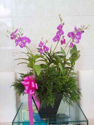 Chậu Lan Dendro Để Bàn