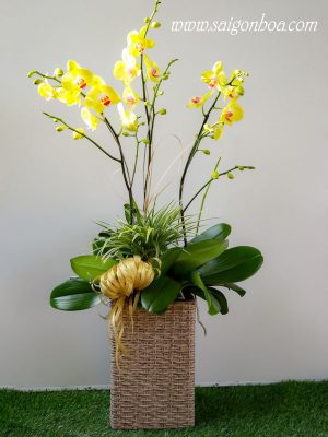 Hoa Lan Hồ Điệp Vàng Chậu 3 Cành