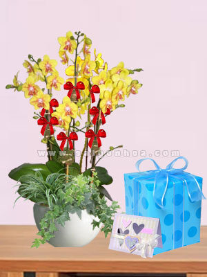 Hoa Lan Hồ Điệp Ngày Lễ Tình Yêu