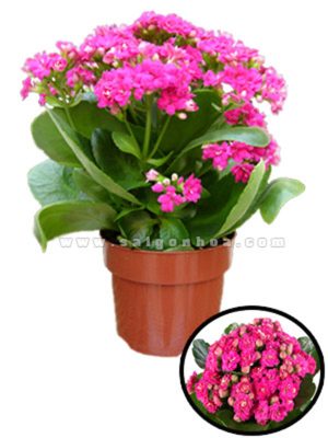 Hoa Sống Đời Kép Màu Cánh Sen