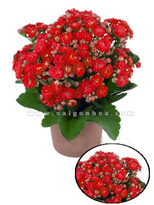 Hoa Sống Đời Kép Màu Đỏ