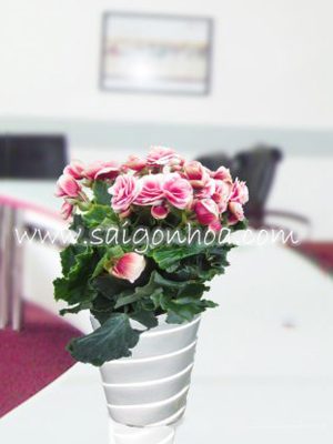 Hoa Thu Hải Đường Hồng