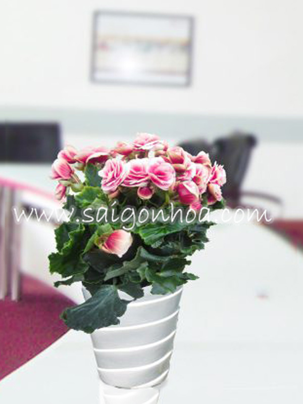 Hoa Thu Hải Đường Hồng