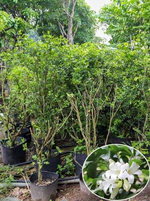 Cây Hoa Nguyệt Quế