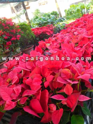 Vườn Hoa Trạng Nguyên