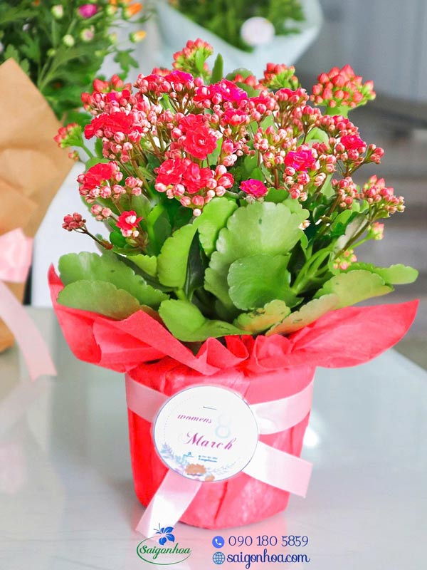 Hoa-Sống-Đời-Ngày-Của-Mẹ-11