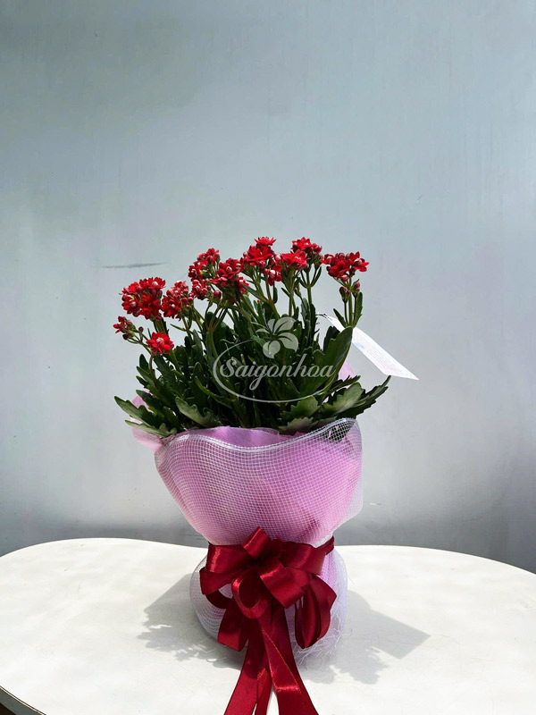 Hoa-Sống-Đời-Ngày-Của-Mẹ-12