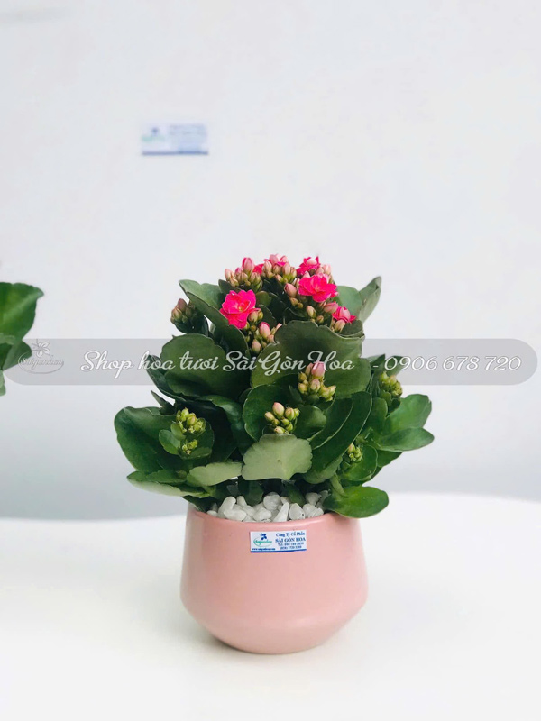 Hoa-Sống-Đời-Ngày-Của-Mẹ-17