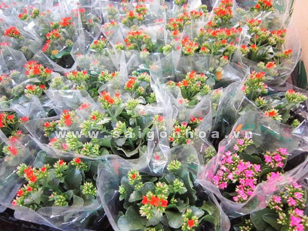 Hoa-Sống-Đời-Ngày-Của-Mẹ-2