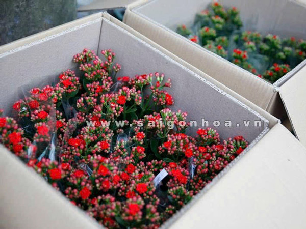 Hoa-Sống-Đời-Ngày-Của-Mẹ-3