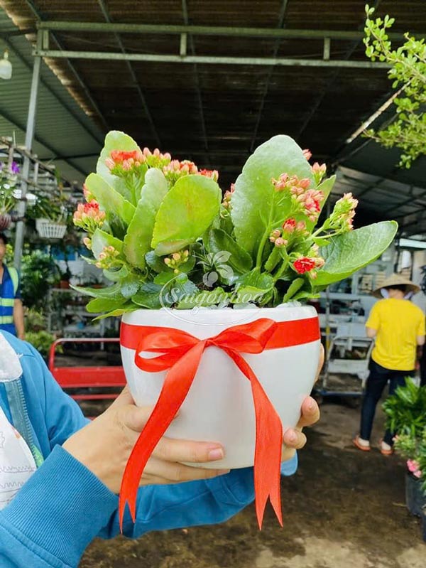 Hoa-Sống-Đời-Ngày-Của-Mẹ-7