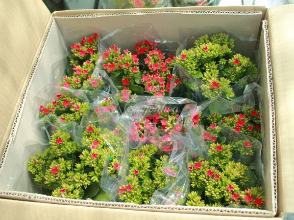 Hoa-Sống-Đời-Ngày-Của-Mẹ-8