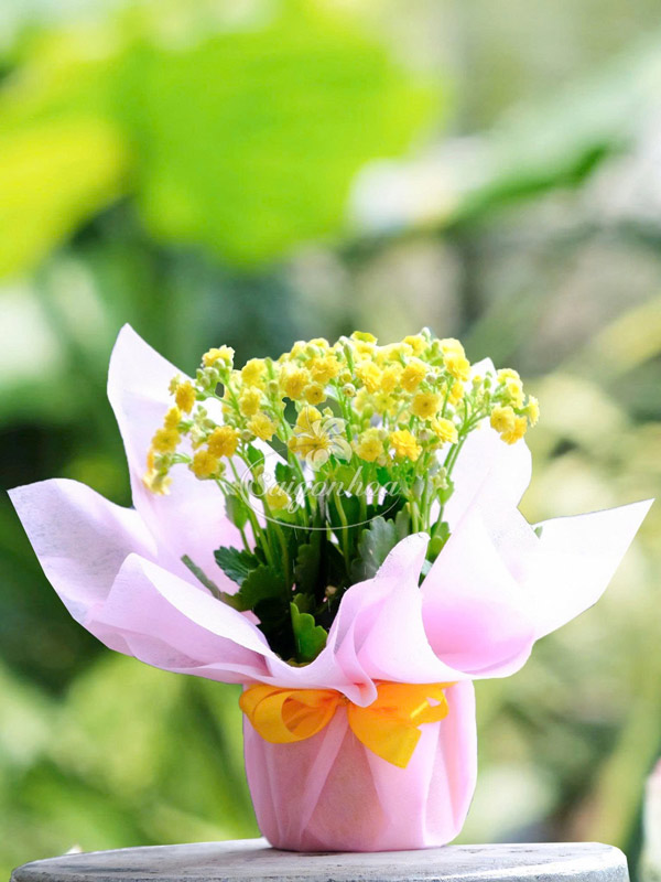 Hoa-Sống-Đời-Ngày-Của-Mẹ-9