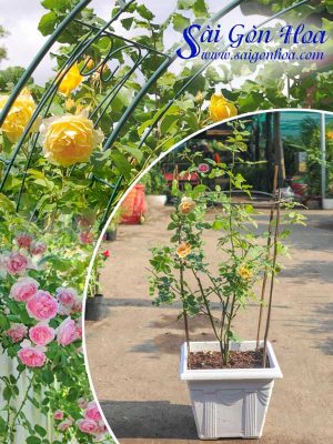 Chậu Hoa Hồng Leo Nhập Ngoại