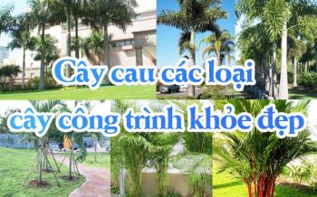 Cay Cau Cac Loai Cay Cong Trinh