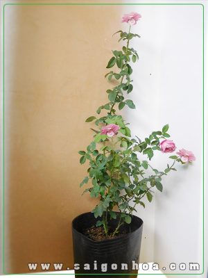 Cây Hoa Hồng Pháp