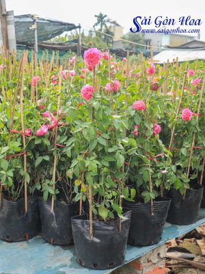 Cây Hoa Hồng Leo Trồng hàng Rào
