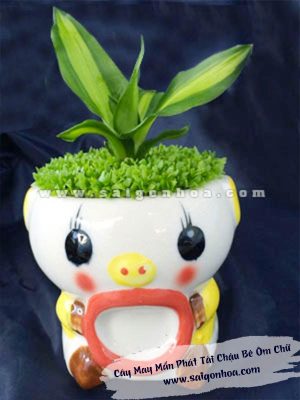 Cây May Mắn Phát Tài Chậu Bé Ôm Chữ