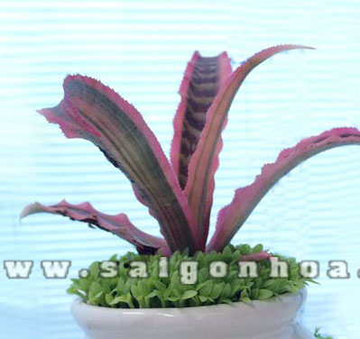 cay may man hong phung 8