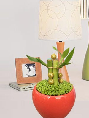 Cây May Mắn Phát Lộc