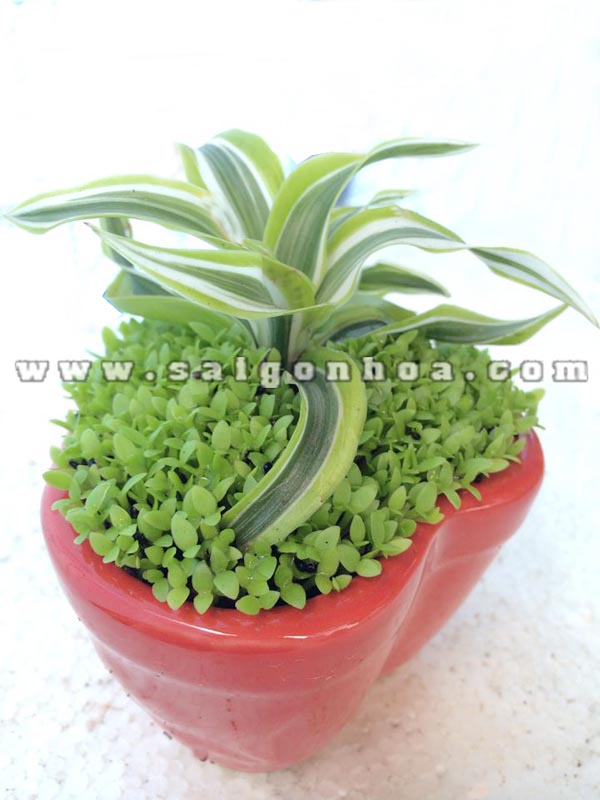 cay may man phat tai hoang vu