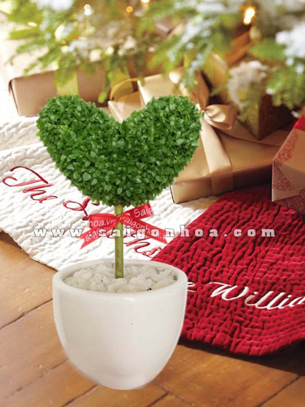 cay may man tinh yeu qua tang giang sinh